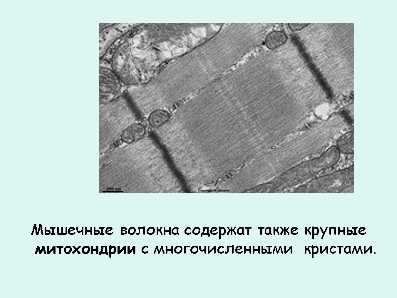 Мышечные волокна содержат также крупные митохондрии с многочисленными  кристами.